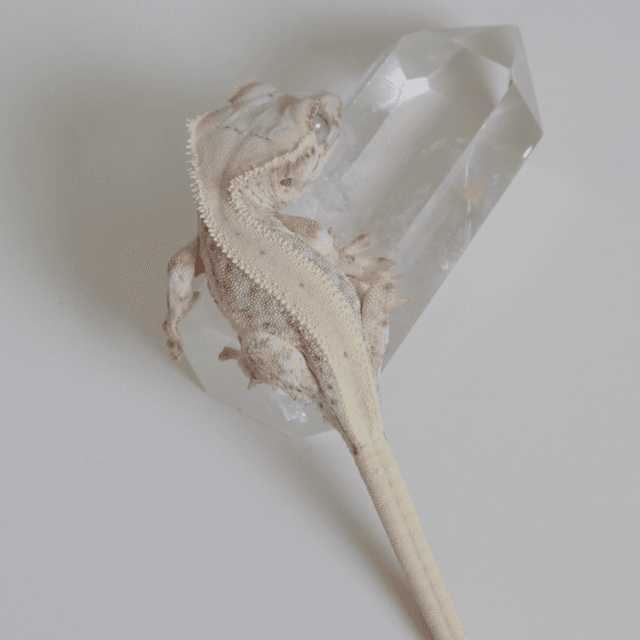 크림 옐로우 릴리화이트