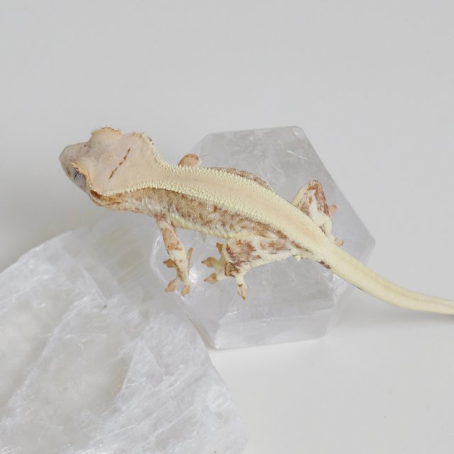 크림 옐로우 릴리화이트