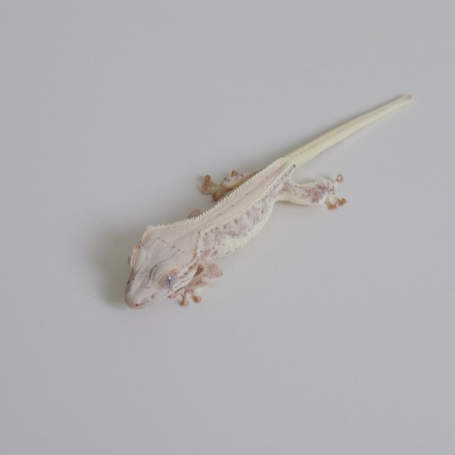 크림 옐로우 릴리화이트