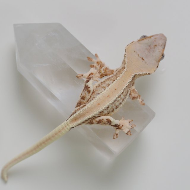 릴리화이트 크림 옐로우