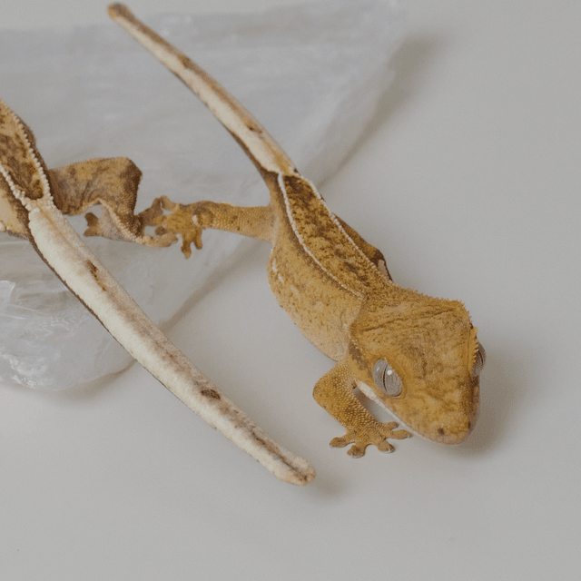 옐로우 팬텀 크림시클