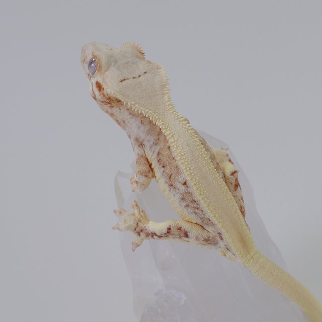 크림 옐로우 릴리화이트