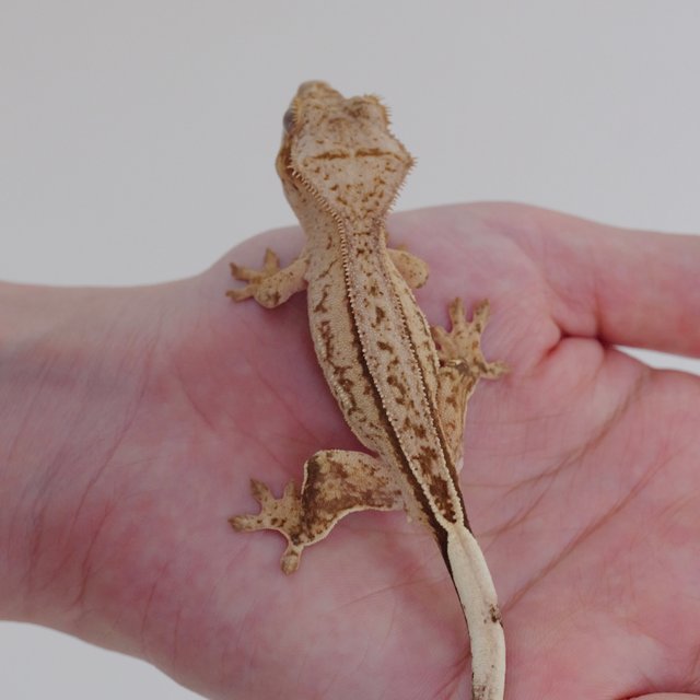 옐로우 팬텀 크림시클