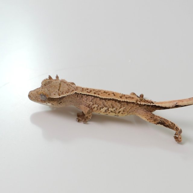 노멀 핀스트라이프