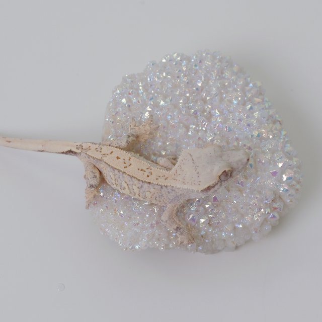 노멀 화이트스팟