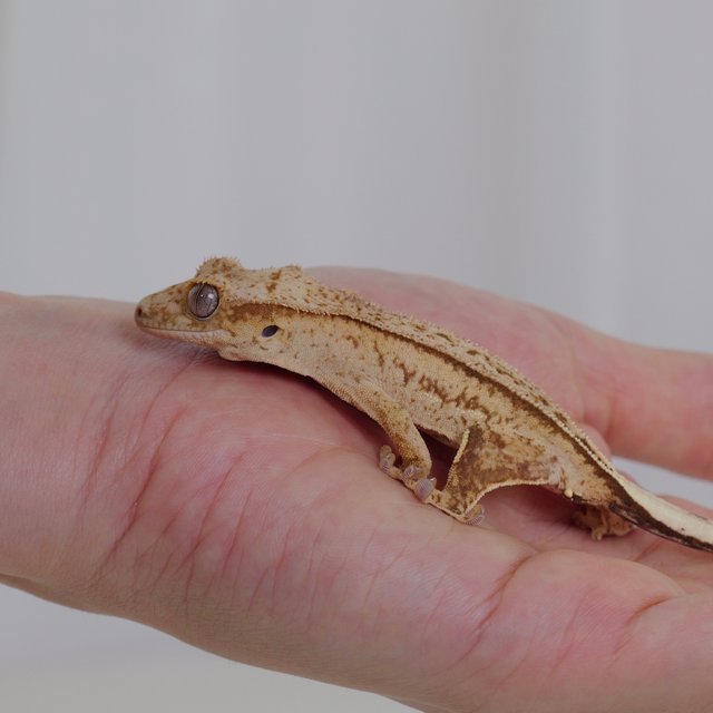 옐로우 팬텀 크림시클