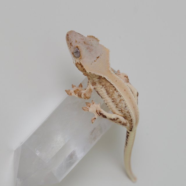 릴리화이트 크림 옐로우