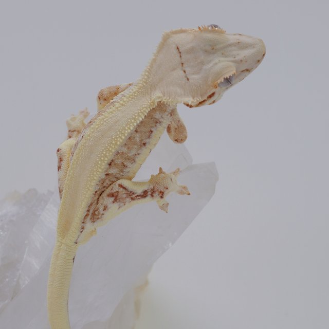 크림 옐로우 릴리화이트