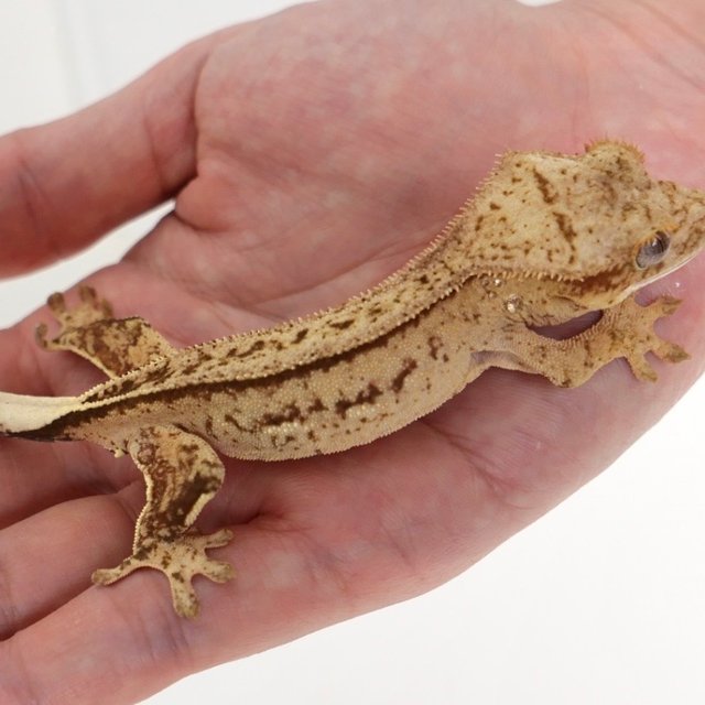 옐로우 팬텀 크림시클