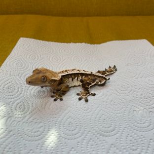 노멀 트라이 할리퀸