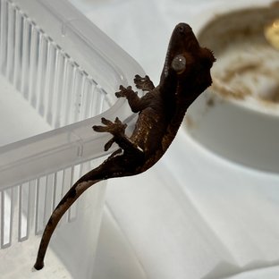 카푸