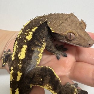 트라이 카푸치노