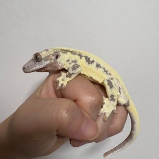 세이블 릴리 세이블