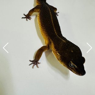 만다린 블랙나이트 텐저린