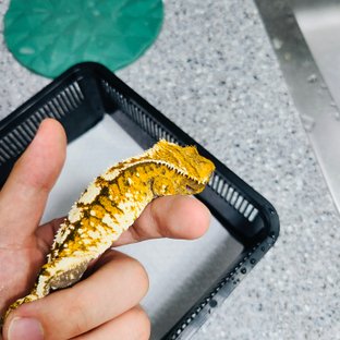 트라이 노멀 텐저린