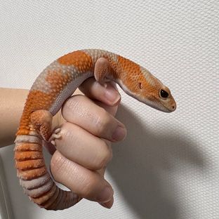 아멜라니스틱