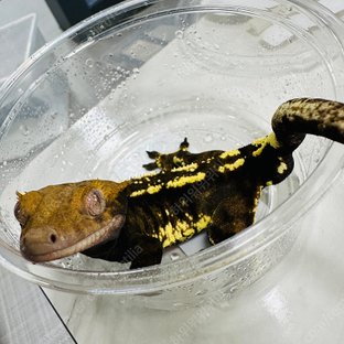 트라이 카푸치노