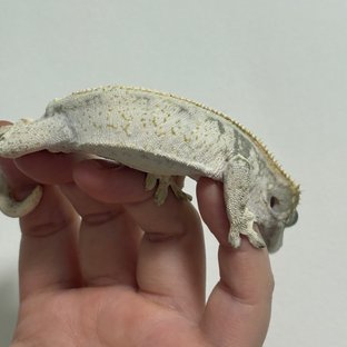 노멀 드리피 화이트스팟