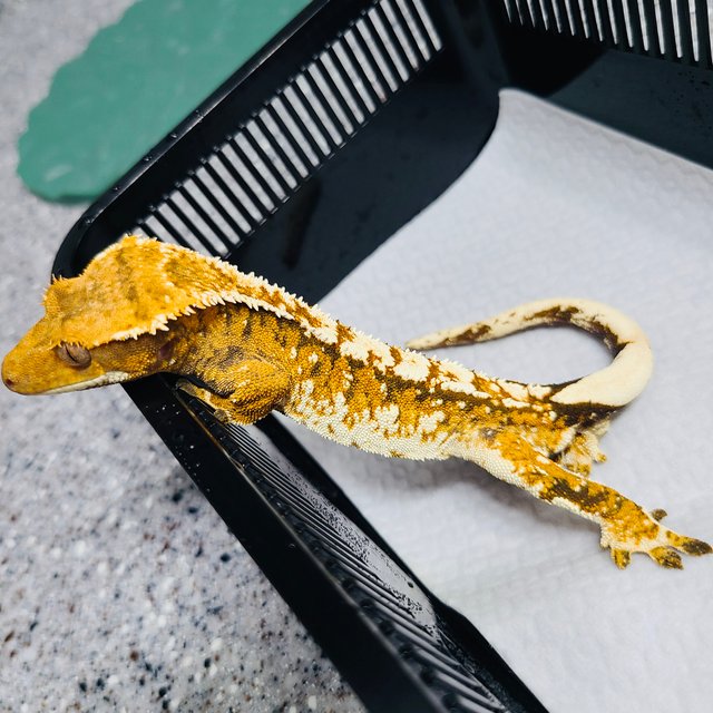 트라이 노멀 텐저린