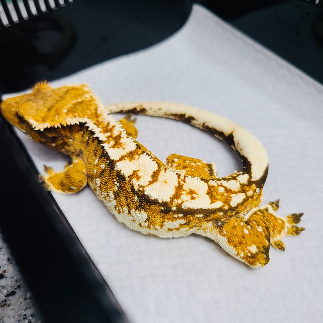 트라이 노멀 텐저린