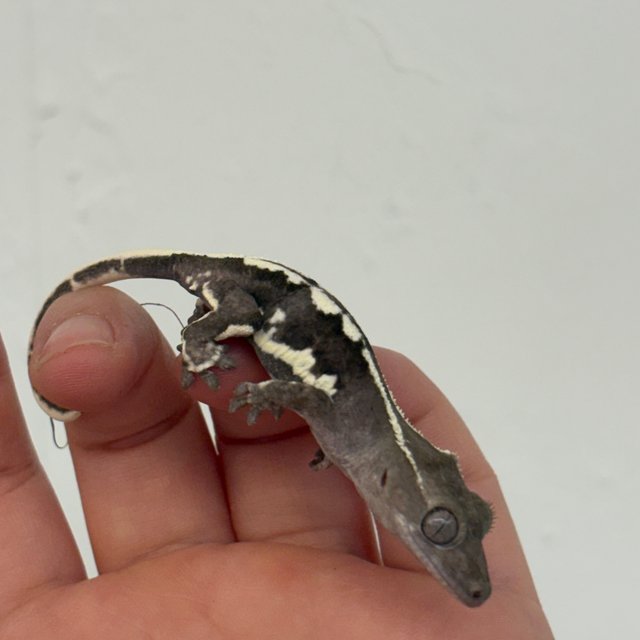 릴리화이트 릴잔틱 아잔틱