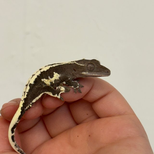 릴잔틱 아잔틱 릴리화이트