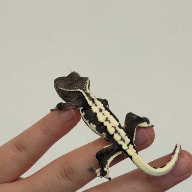 릴잔틱 아잔틱 릴리화이트