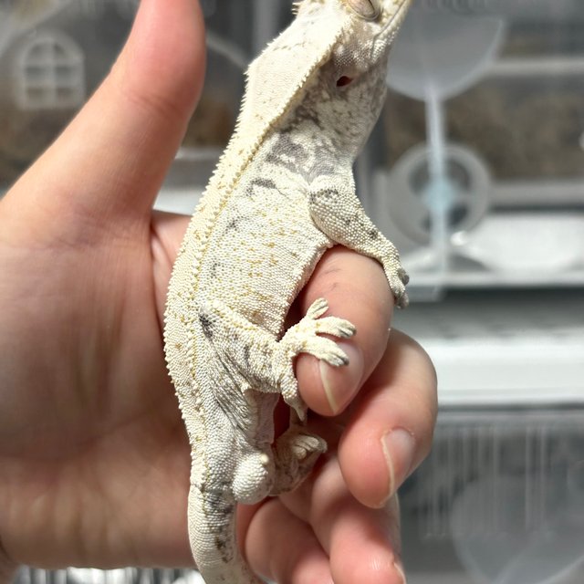 노멀 드리피 화이트스팟