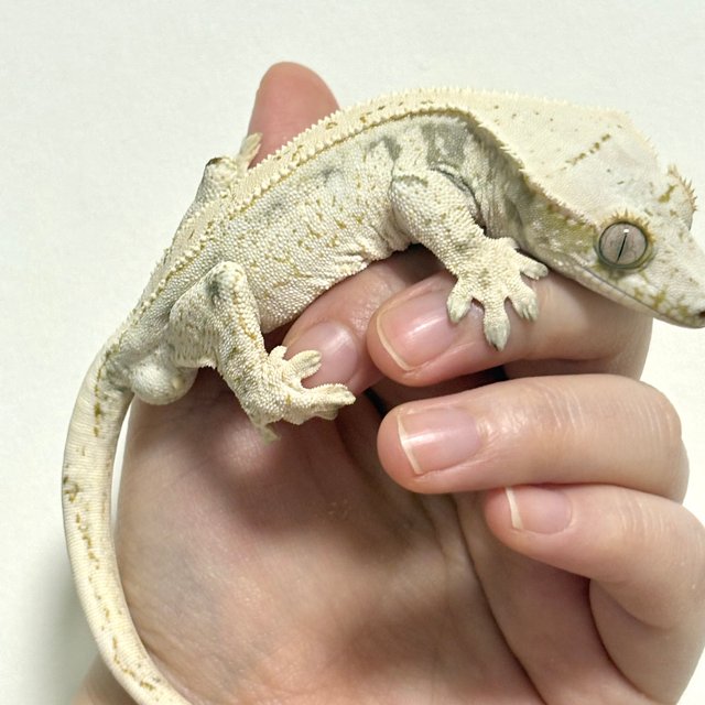 노멀 드리피 화이트스팟