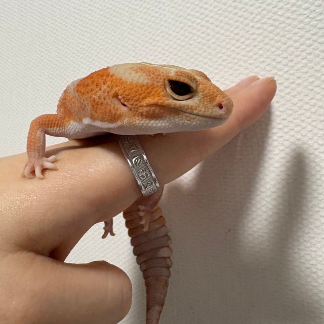 아멜라니스틱