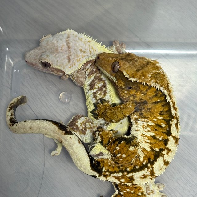 트라이 노멀 텐저린