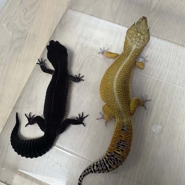 만다린 블랙나이트 텐저린