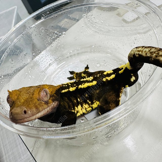 트라이 카푸치노