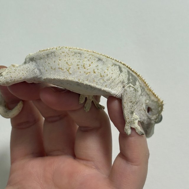 노멀 드리피 화이트스팟