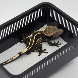 핀스트라이프 풀핀 엠티백