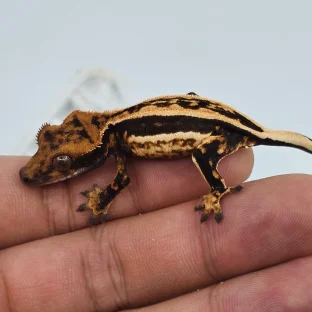 핀스트라이프 쿼드 엠티백