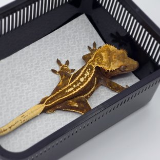 레드 엠티백 쿼드