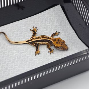 화이트핀 핀스트라이프 풀핀 쿼드 엠티백