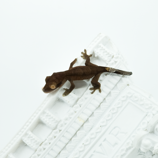 챠콜 팬텀 카푸치노