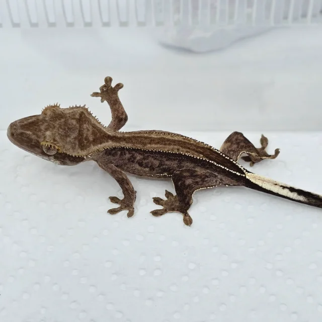 팬텀 슈퍼스트라이프 엠티백