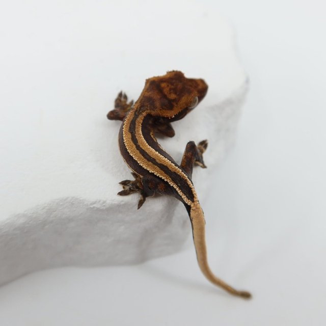 슈퍼스트라이프 엠티백