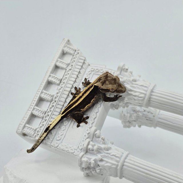 슈퍼스트라이프 엠티백