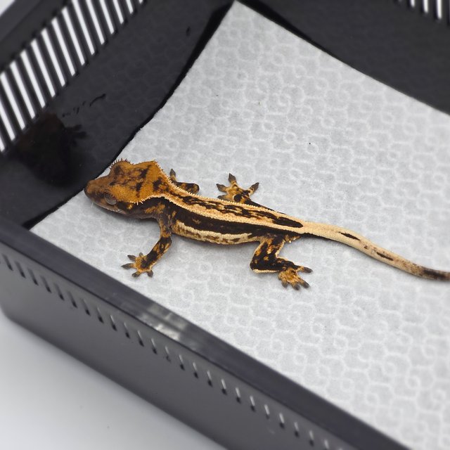 화이트핀 핀스트라이프 풀핀 쿼드 엠티백