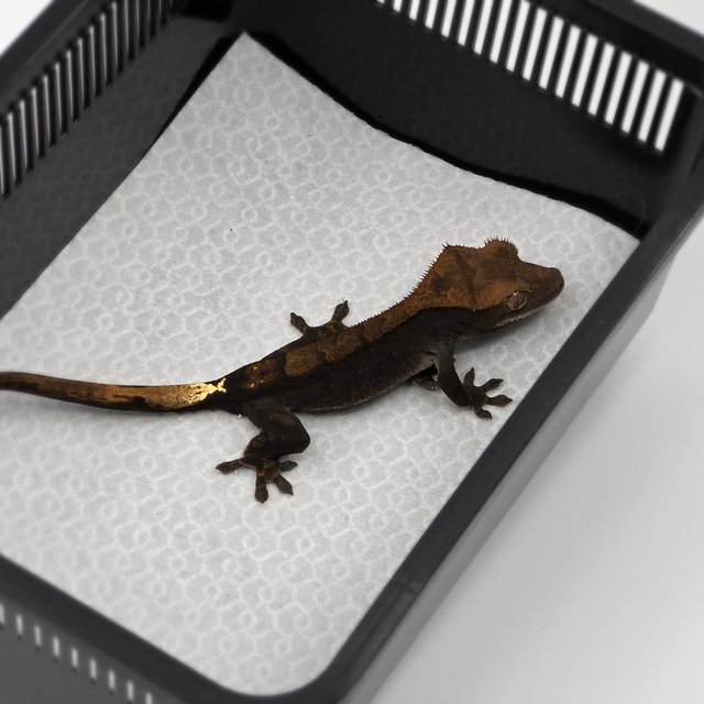 챠콜 카푸치노 팬텀