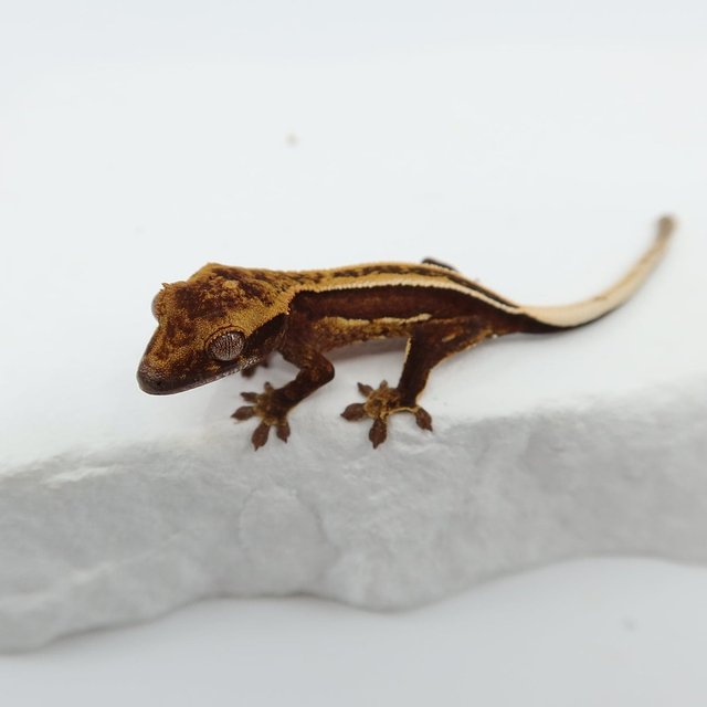 슈퍼스트라이프 엠티백