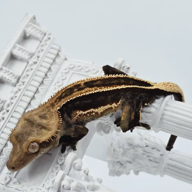 슈퍼스트라이프 엠티백