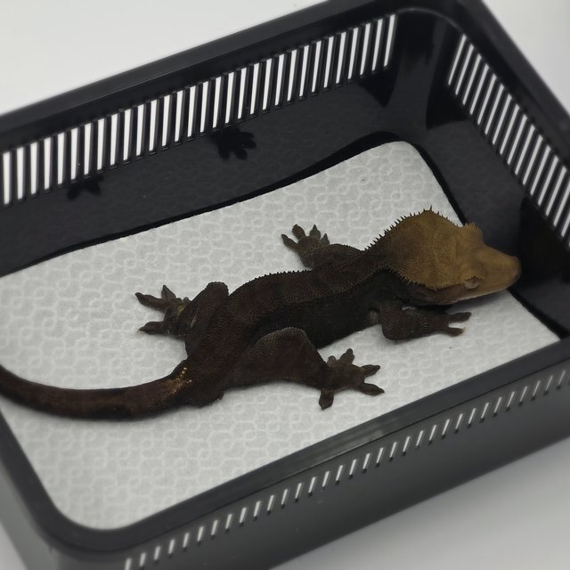 챠콜 팬텀 카푸치노