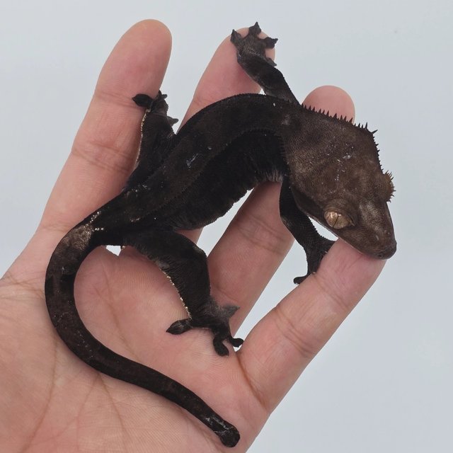 챠콜 팬텀 카푸치노