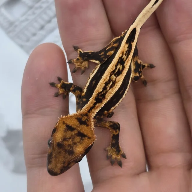 핀스트라이프 쿼드 엠티백