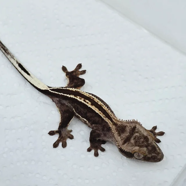 슈퍼스트라이프 엠티백